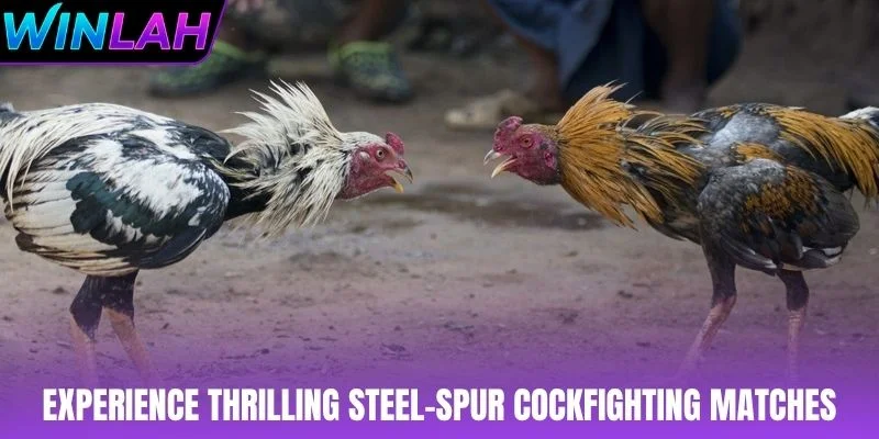 Experience thrilling steel-spur cockfighting matches