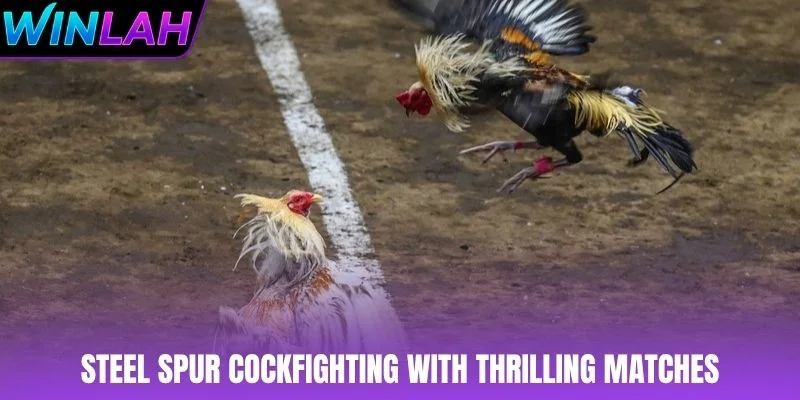 Steel spur cockfighting with thrilling matches