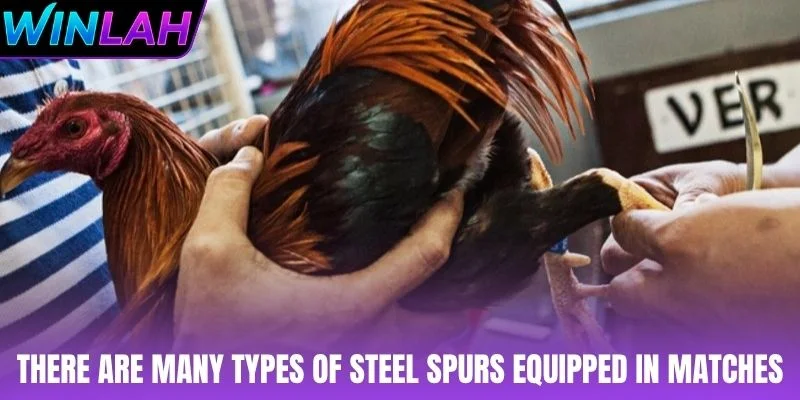 There are many types of steel spurs equipped in matches