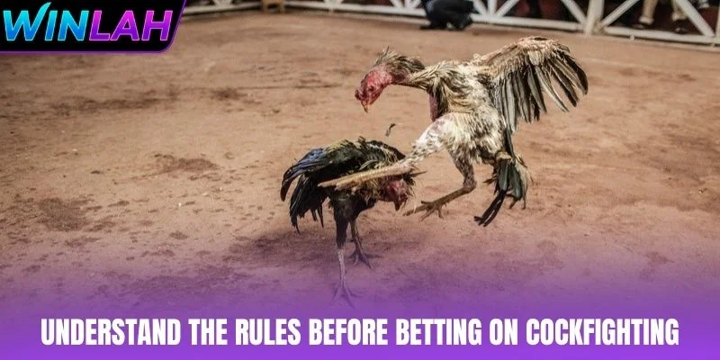 Understand the rules before betting on cockfighting