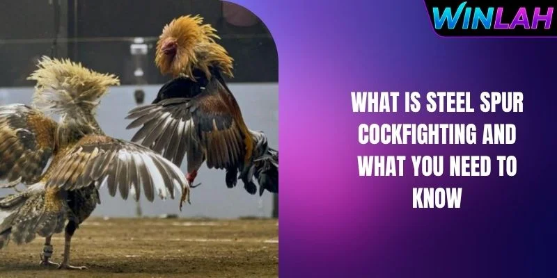 What Is Steel Spur Cockfighting And What You Need To Know